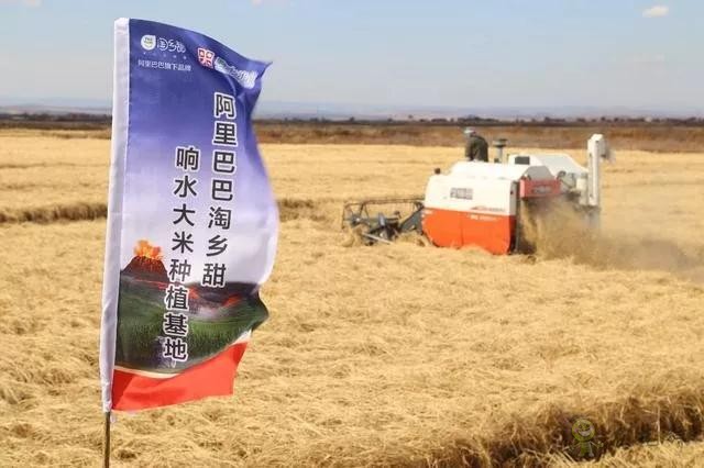 未来农业价值可期!阿里、京东、华为,碧桂园纷纷发力数字农业