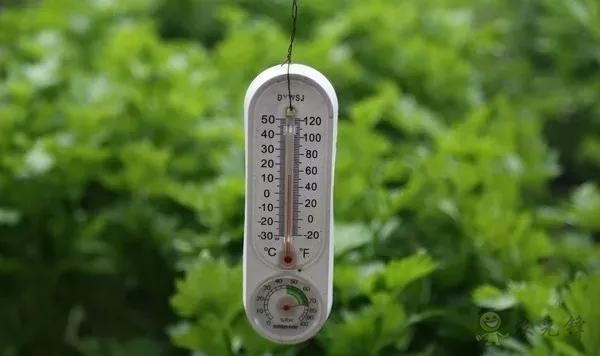 秋季大棚管理要注意哪几点