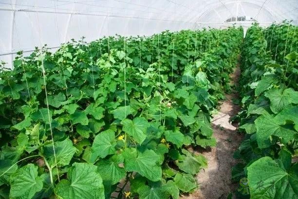 秋季大棚管理要注意哪几点