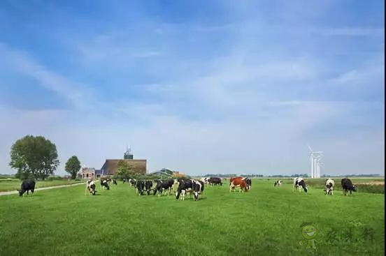 荷兰农业值得中国学习的五大经营模式