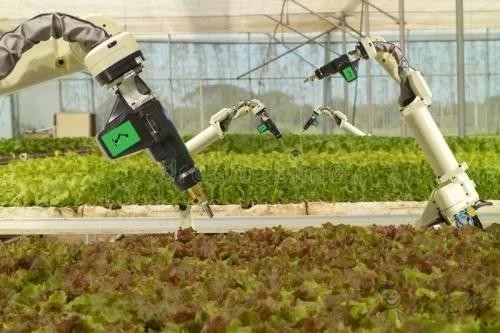 中国农业重点发展收货和采摘机器人