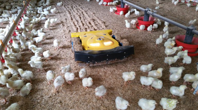 用机器人来改革家禽养殖