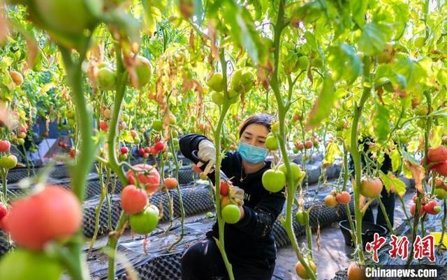 呼和浩特农业示范园紧抓农时积极生产