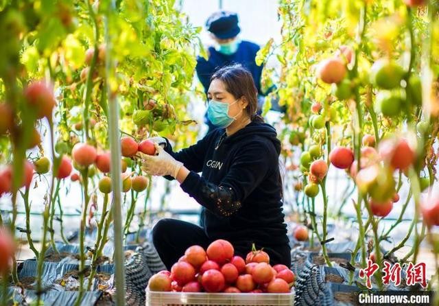 呼和浩特农业示范园紧抓农时积极生产