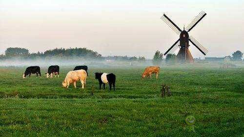一起来看看荷兰的现代农业