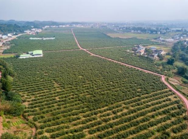 潼南区现代农业产业园的万亩柠檬基地景观