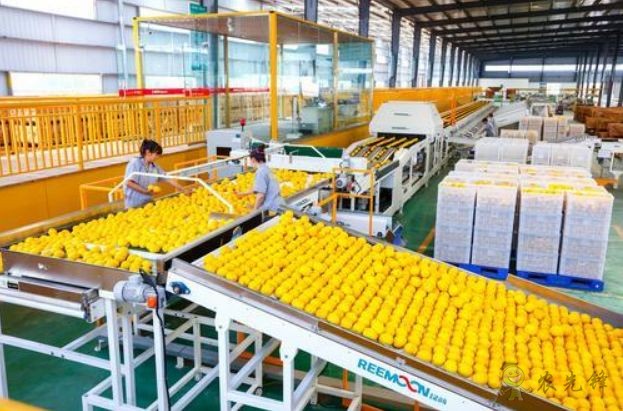 潼南区现代农业产业园的柠檬产业领军品牌——汇达柠檬出口柠檬果实分选线