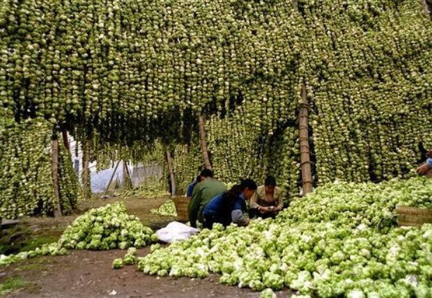 涪陵区现代农业产业园的青菜头丰收之景