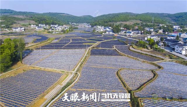 播州区:发展现代农业 引领群众致富