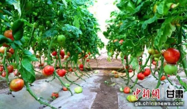 苏武现代农业产业园内"农旅融合",农民"卖"风景增收添新径