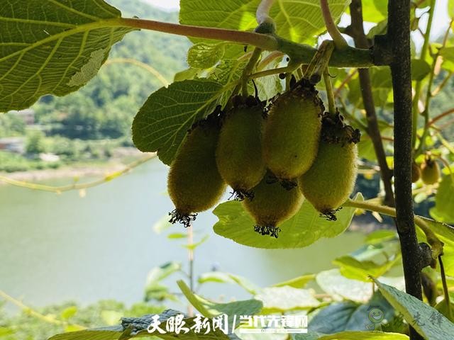 贵阳:大数据让农户尝到了智慧农业的“甜头”