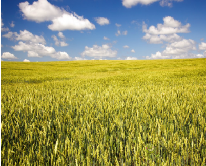 氧化碳传感器在温室农业和垂直农业的异同和作用
