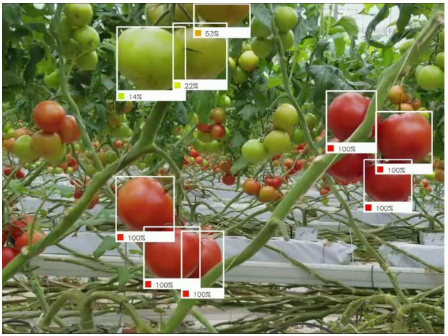 机器人采摘识别农作物的成熟度