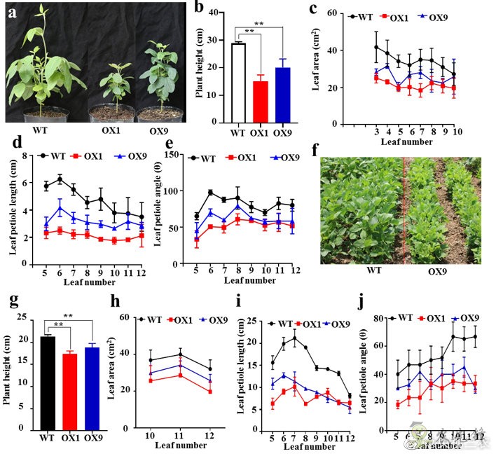 改良大豆株型提高耐密植和耐旱性新机制