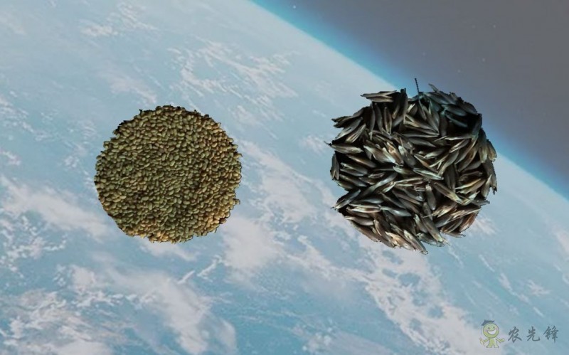 “太空里种草” 紫花苜蓿、燕麦在嫦娥五号上进行诱变实验