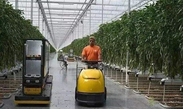 荷兰农业