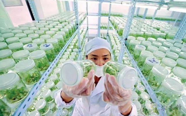 以色列农业