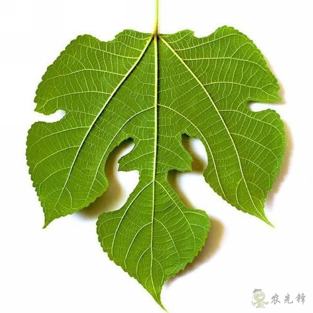 构树