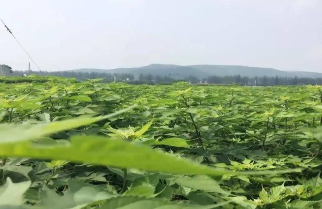 “以树代粮”再迎政策助力,小构树孕育大产业