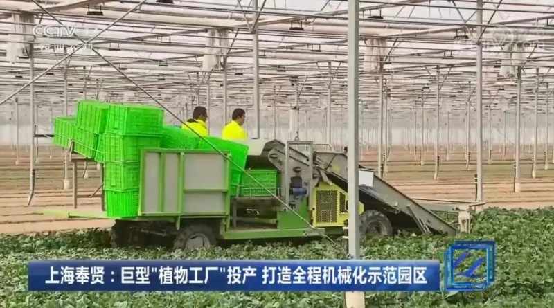 上海奉贤海湾镇的巨型的植物工厂