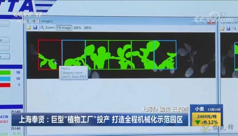 上海奉贤海湾镇的巨型的植物工厂