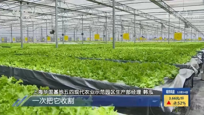 上海奉贤海湾镇的巨型的植物工厂