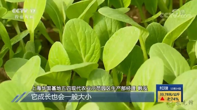 上海奉贤海湾镇的巨型的植物工厂