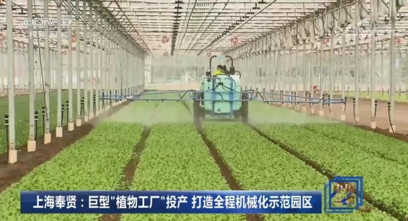 上海奉贤海湾镇的巨型的植物工厂
