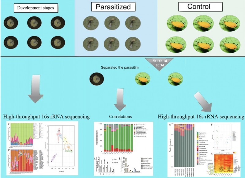 专家发现棉蚜茧蜂能够调控棉蚜共生菌的组成和丰度