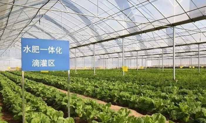 【专家解读】柯炳生:有机农业的发展还是比较受限