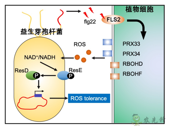 微生物肥料为何低效?