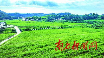 仪陇:发展现代农业 引领乡村振兴