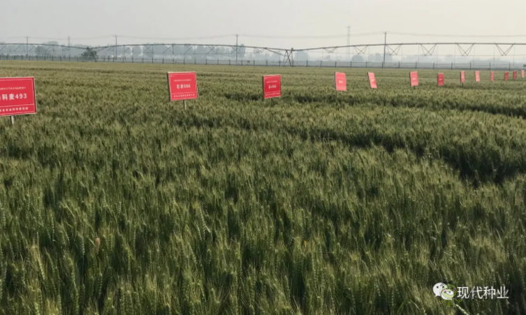 小麦良种攻关获新进展:不只“节水”一技傍身 更可兼顾优质多抗