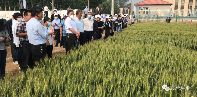小麦良种攻关获新进展:不只“节水”一技傍身 更可兼顾优质多抗