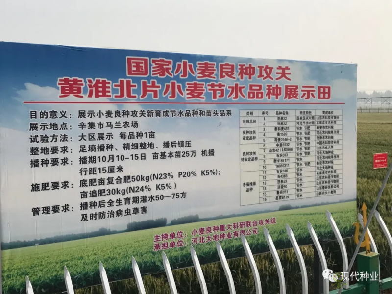 小麦良种攻关获新进展:不只“节水”一技傍身 更可兼顾优质多抗