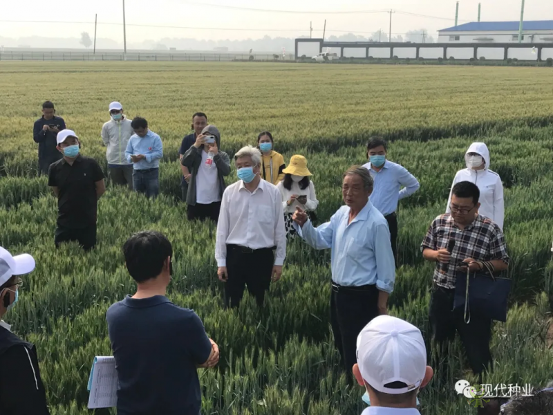 小麦良种攻关获新进展:不只“节水”一技傍身 更可兼顾优质多抗