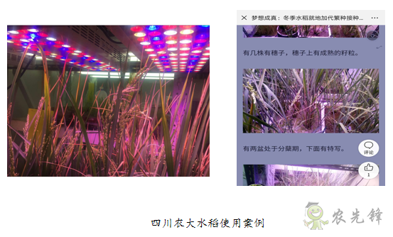 广谱高强植物灯A