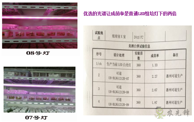 植物组培用LED灯管系列