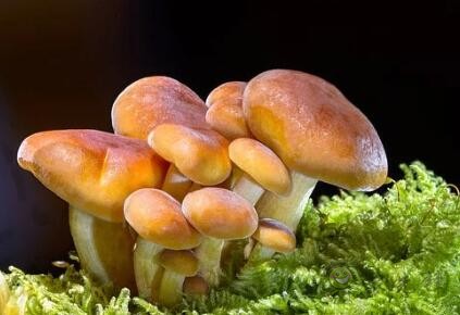 采摘成功率可达97%,蘑菇采摘机器人