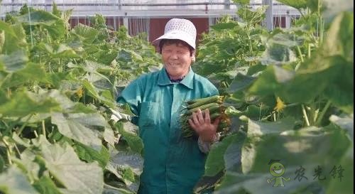乡村振兴,寿光答卷