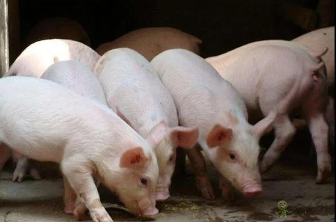 养猪低盈利时代到来，该如何应对？