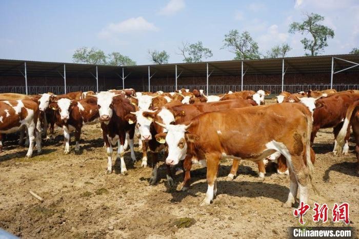 和林格尔县肉牛养殖基地