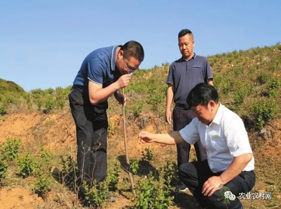 中药材种植员