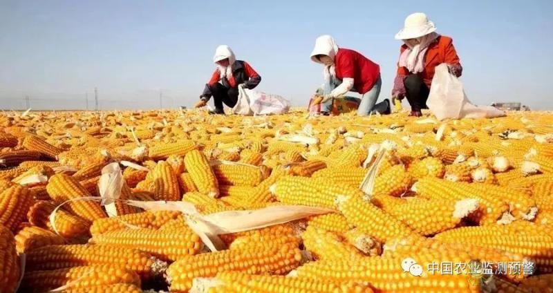 两部门:继续实施玉米和大豆生产者补贴等政策