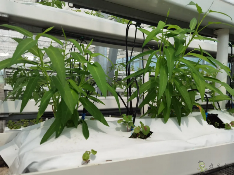 青浦:发展节水灌溉,推动农业提质增效
