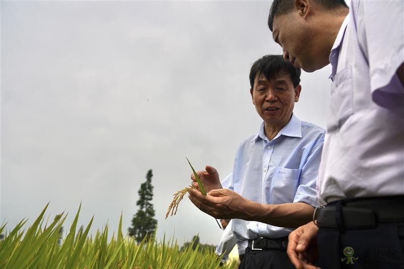 双季早粳稻实现“零的突破” 可提前三个月吃上优质新米
