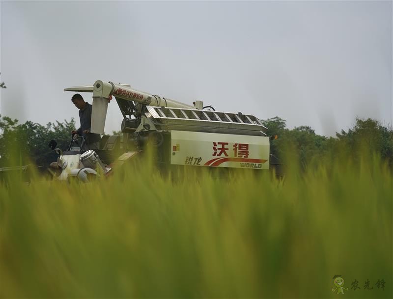 双季早粳稻实现“零的突破” 可提前三个月吃上优质新米