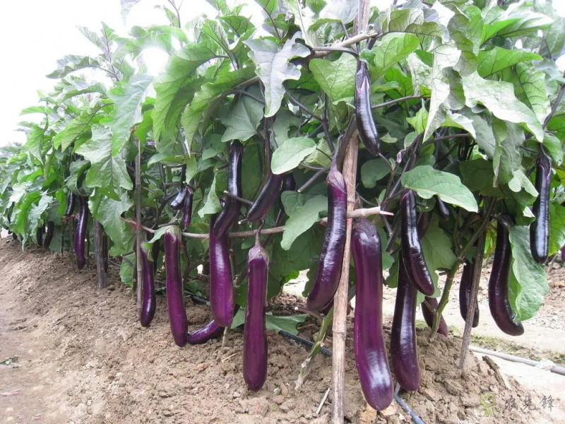 入伏后可以种植什么蔬菜?注意事项有哪些?