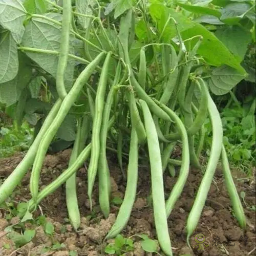 入伏后可以种植什么蔬菜?注意事项有哪些?
