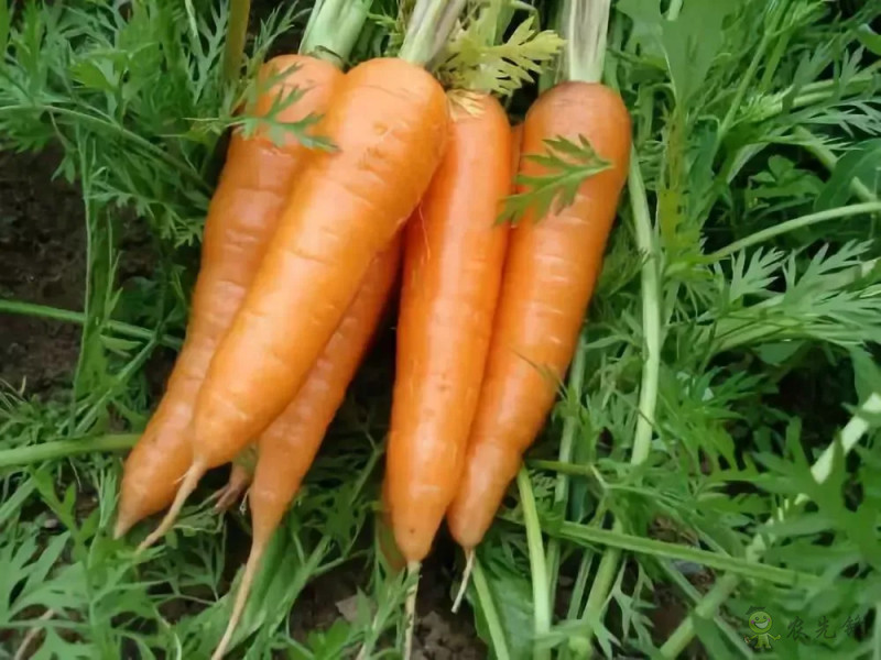 入伏后可以种植什么蔬菜?注意事项有哪些?